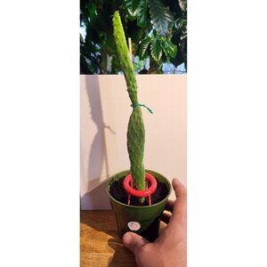 CAC-10 Baby Rooted Red Cactus Pear " Opuntia Cactus | Winter Cactus
